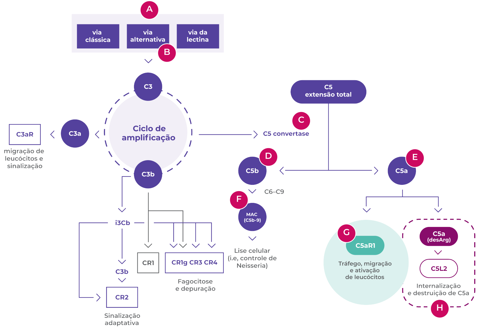 Ciclo de amplifica&ccedil;ao